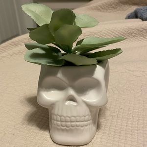 Skull with fake plant